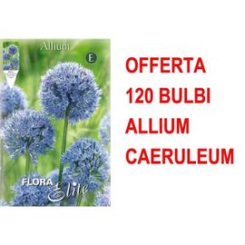 Offerta 120 Bulbi Allium Caeruleum Bulbs Bulbes