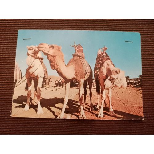 Carte Postale Colorée "Sud Algérien"Vintage Années 80.