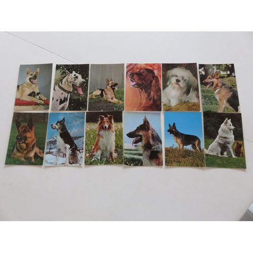Lot De 12 Cartes Postales De Chiens