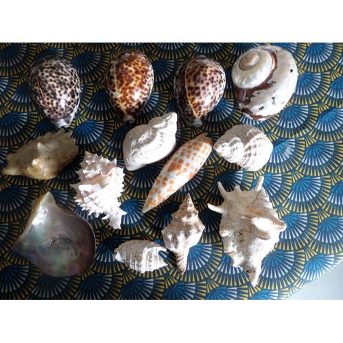 Lot De Plusieurs Coquillages Dont 3 Porcelaines