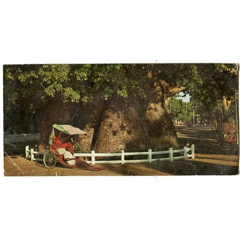 Carte Postale - Attente Du Client A L'Ombre Du Grand Baobab - Majunga - Madagascar