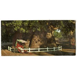 Carte Postale - Attente Du Client A L'Ombre Du Grand Baobab - Majunga - Madagascar