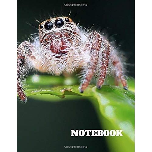 Notebook: Blank Notebook - Large (8.5" X 11") - 150 Unlined Pages - Cute Spider On Cover