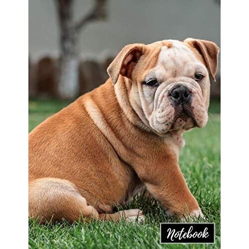 Notebook: Simple Blank Lined Notebook Journal: English Bulldog: Large (8.5x11) 120 Pages: College Ruled (9/32"), Soft Cover With Black Back Cover, Perfect Bound