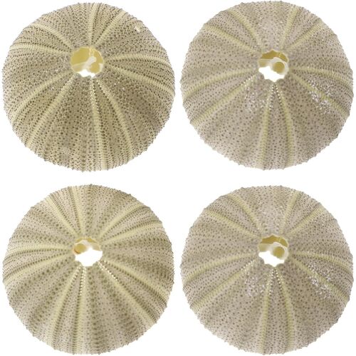 KALANKA-Lot de 4 oursins succulents Bruxelles Kit nautique pour mariage, aquarium, céréales, plantes, bricolage, plage, aléatoire, mignon, pot de fleurs de mariage