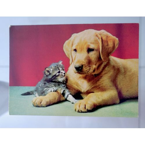 Carte Postale Chat Et Chien . Cp Publicitaire.Laboratoire. Année 1967. Rare.