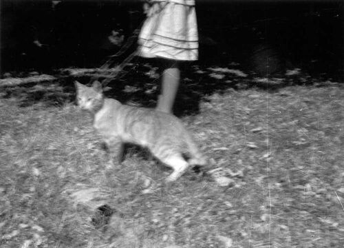 Un Jardin En España