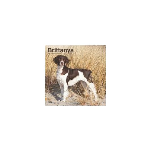 Brittanys 2025 Square Wrap