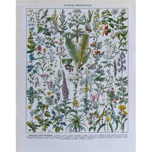 Gravure ancienne originale "Plantes médicinales n°1" édition 1932 | Planche vintage recto/verso 24 cm x 31,5 cm