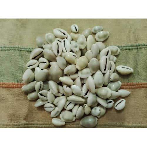 Lot De 102 Petits Coquillages Bombés Crèmes.