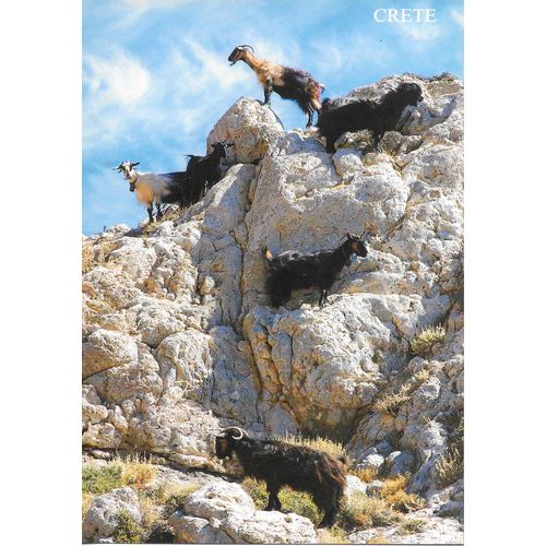 Grèce, Crête, Très Belle Carte Postale Neuve, Chèvres Dans La Montagne.
