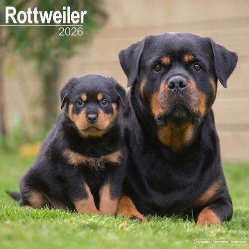 Rottweiler Calendar 2026 Square Dog Breed Wall Calendar - 16 Month Calendar Book
