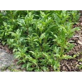 Verveine Officinale 50 Graines