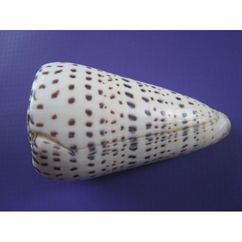 Coquillage Conus Leopardus - Cône Léopard - Océan Pacifique