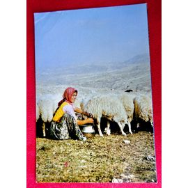 Ancienne Carte Postale Turquie. Bergère Et Ses Moutons. Beaux Timbres Turquie.