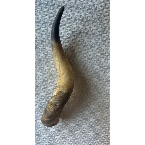Corne D E Bovin, 45 Cm