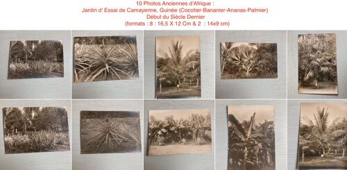 10 Photos Anciennes D¿Afrique :Jardin D' Essai De Camayenne, Guinée (Cocotier-Bananier-Ananas-Palmier) (Début Du Siècle Dernier // (Formats : 8 : 16,5 X 12 Cm & 2  : 14x9 Cm)