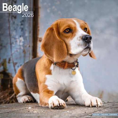 Calendrier Beagle 2026