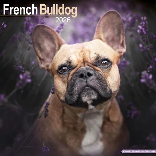 Calendrier Bouledogue Français 2026