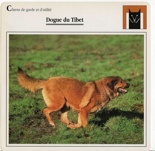 Fiche Dogue Du Tobet