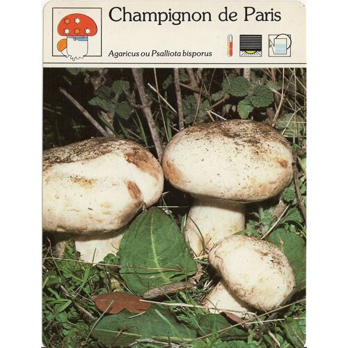 Fiche Champignon De Paris