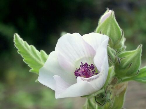 150 Graines De Guimauve Officinale Méthode Bio Fleur Vivace Mellifère Médicinale
