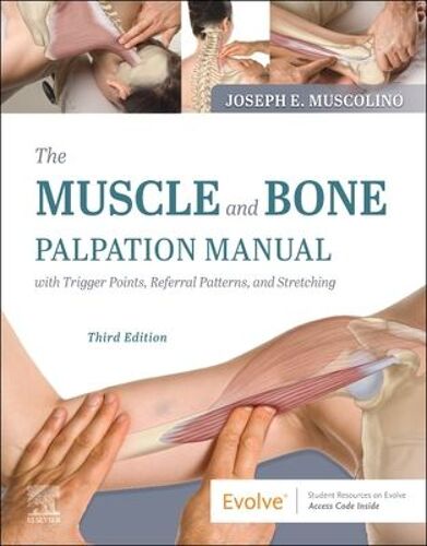 The Muscle And Bone