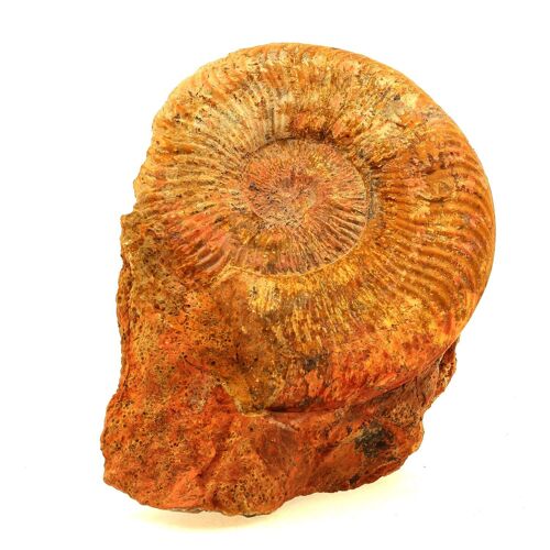 Fossile Pseudogrammoceras Fallaciosum. 3766.0 Ct. (10 Cm) Belmont-D'azergues, Rhône, France.