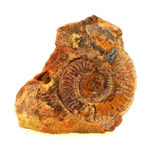 Fossile Grammoceras Penestriatulum. 2803.0 Ct. (7.5 Cm) Belmont-D'azergues, Rhône, France.