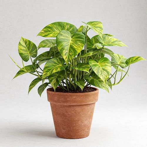 1 Pianta Di Epipremnum Golden Pothos Vaso 12cm Pianta Da Appartamento Purifica L'aria