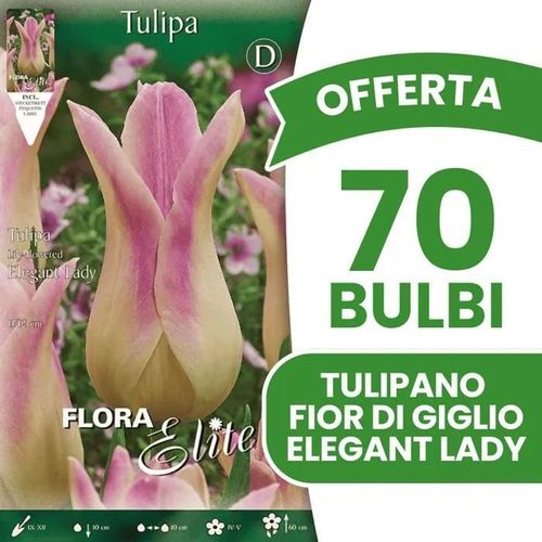 Offerta 70 Bulbi Tulipano Fior Di Giglio Elegant Lady Bulbs
