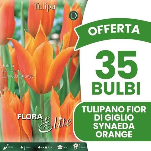 Offerta 35 Bulbi Tulipano Fior Di Giglio Synaeda Orange Bulbi Autunnali Bulbs
