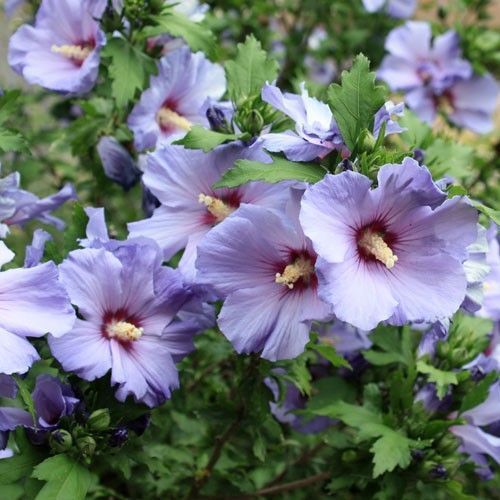 30 Graines D'hibiscus Oiseau Bleu Méthode Bio Seeds Althéa Fleurs Vivace