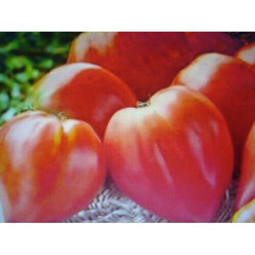 50 Graines De Tomate Coeur De Boeuf