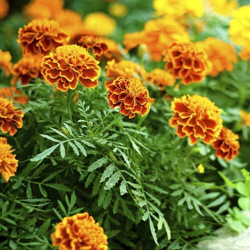 150 Graines De Fleurs D'oeillet D'inde Méthode Bio Anti Puceron Jardin Légume