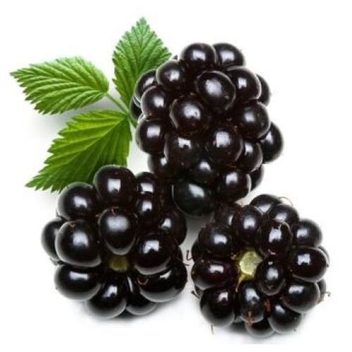 100 Graines De Mûre Sauvage Méthode Bio Plante Fruit Rouge Vivace Jardin Potager