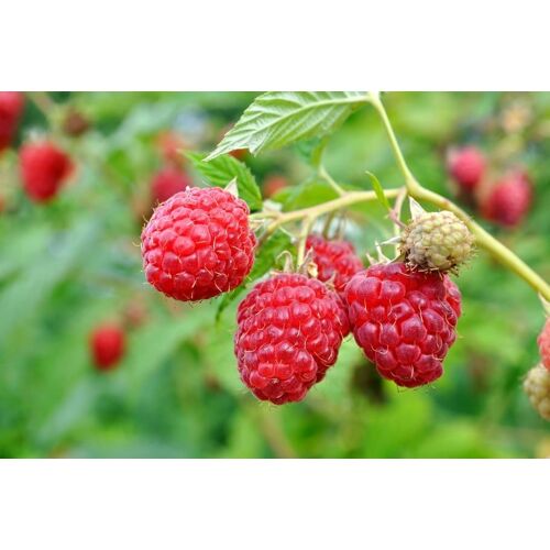 50 Graines De Framboise Sauvage Méthode Bio Plantes Fruit Vivace Jardin Potager