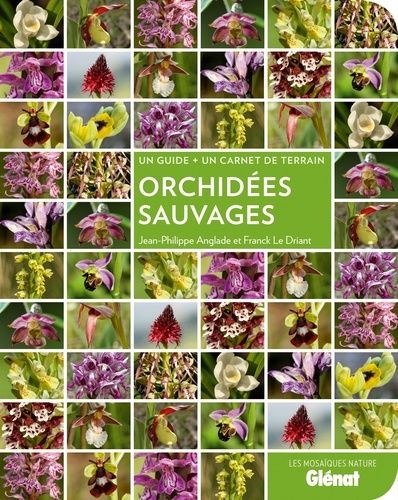 Orchidées Sauvages