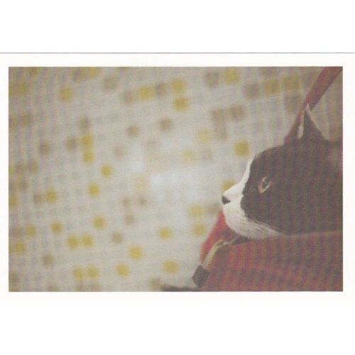 Carte Postale Chat N°19 : Chat Blanc Et Noir Dans Un Sac Rouge (Mignon, Kawaii)