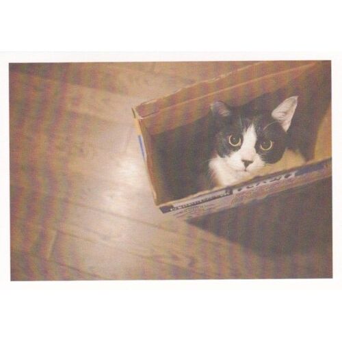Carte Postale Chat N°20 : Chat Noir Et Blanc Dans Une Boîte (Mignon, Kawaii)