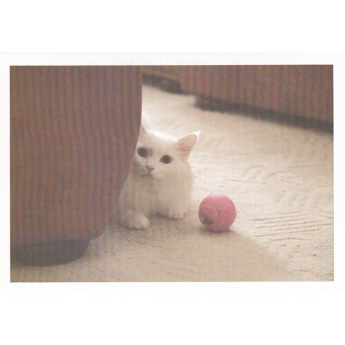 Carte Postale Chat N°4 : Chat Blanc (Balle, Mignon, Kawaii)