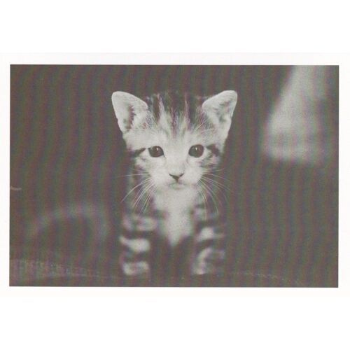 Carte Postale Chat N°2 En Noir Et Blanc (Chaton, Mignon, Kawaii)
