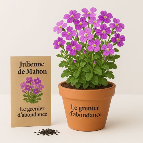 100 Graines Fleurs À Semer - Le Grenier D'abondance - Julienne De Mahon - Malcolmia Maritima