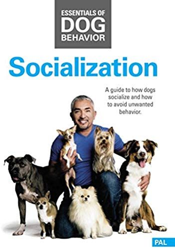 Essentials Of Dog Behavior: Socialization (Dvd) Cesar Millan Dog Whisperer