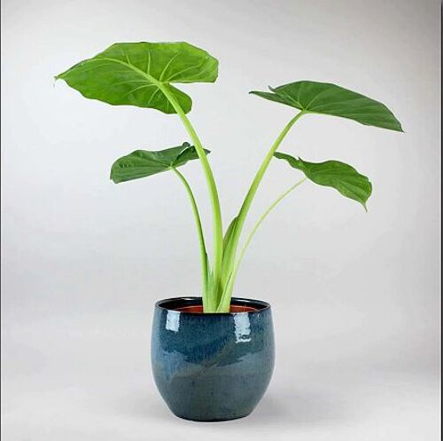 Bulbe D'alocasia Ou Oreille D'elephant