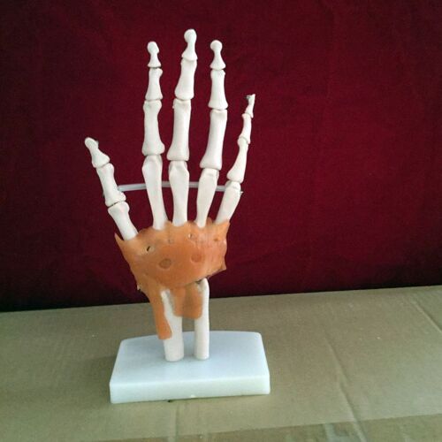 Articulation De La Main Avec Des Ligaments, Modèle De Squelette Humain, Modèle De Palmier 