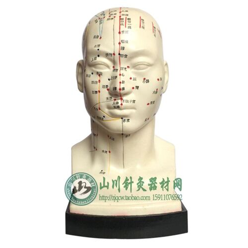Modèle D'acupuncture De Tête Montrant 4 Types De Points D'acupuncture 