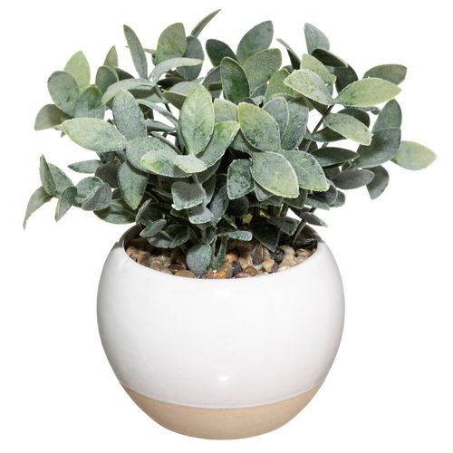 Plante En Pot Ceramique