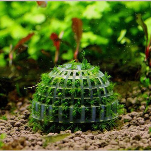 Poissons Vivants D'aquarium, Plantes D'aquarium, Crevettes, Boule De Mousse, Herbe D'eau