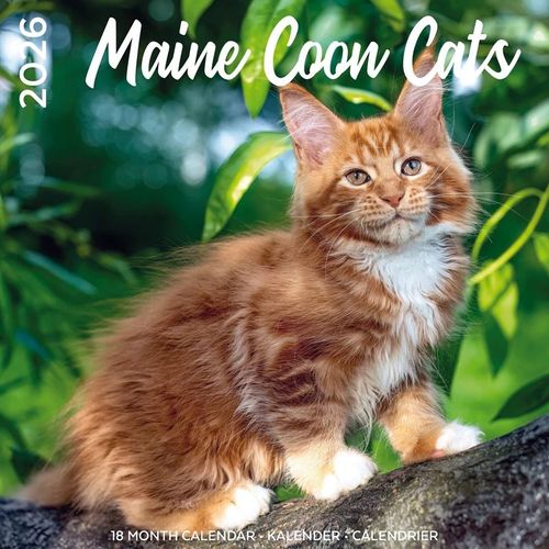 Calendrier Maine Coon 2026